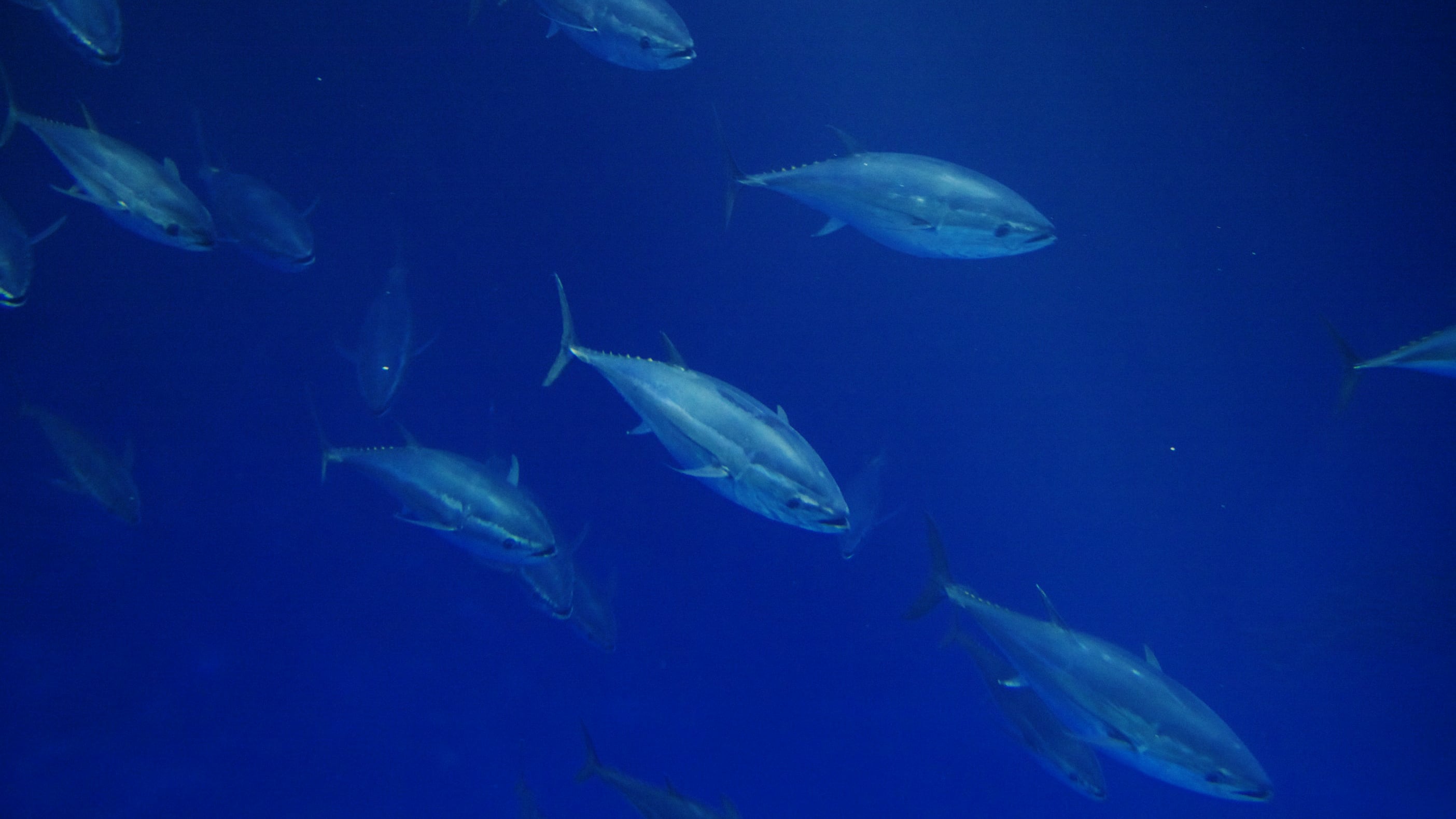 will farmed fish save our oceans, delight our palates, and provide healthy food for all?