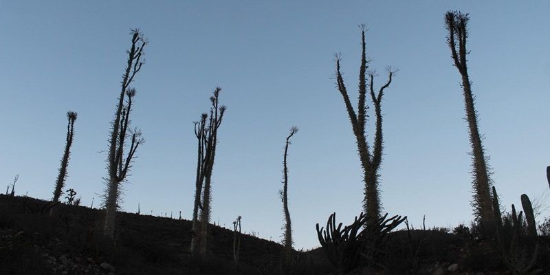 panel discussion: biodiversity in the anthropocene