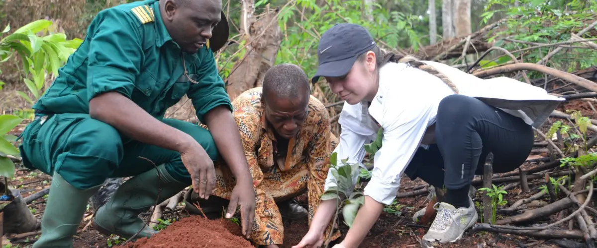developing a model for sustainable ebony production and logging in cameroon