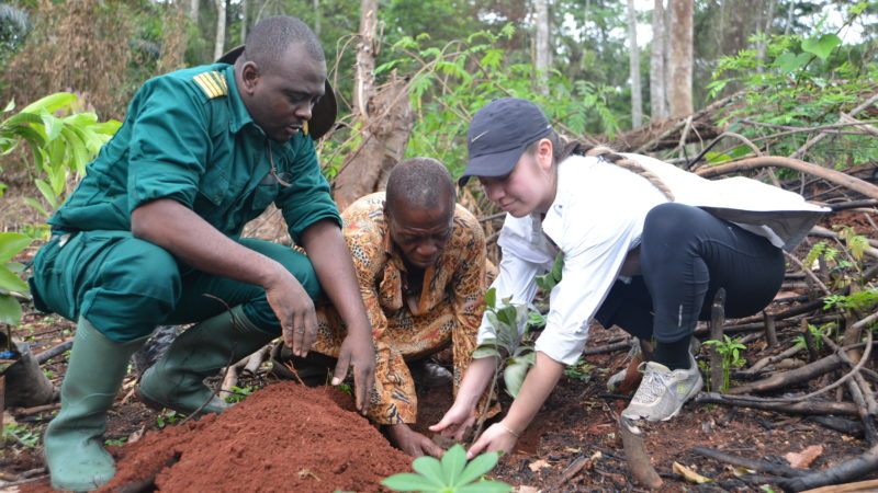 developing a model for sustainable ebony production and logging in cameroon