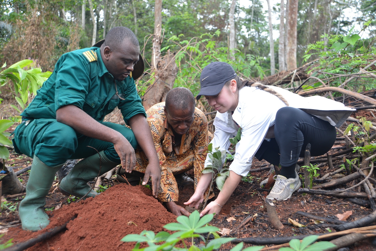 developing a model for sustainable ebony production and logging in cameroon