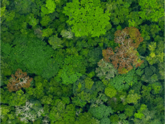 hi-tech rainforest map brings climate and conservation efforts into sharp relief