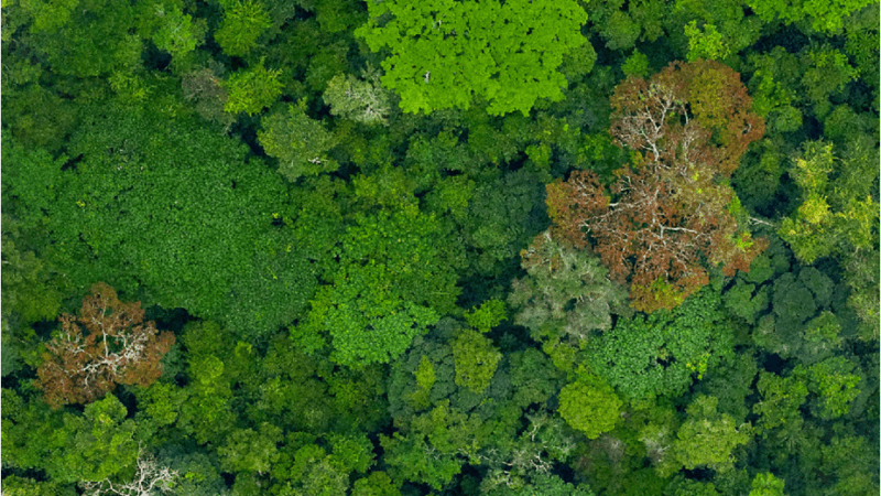 hi-tech rainforest map brings climate and conservation efforts into sharp relief