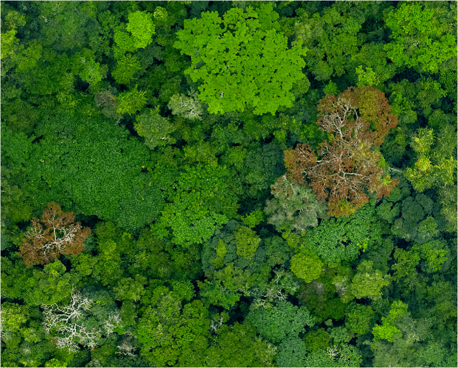 Picture of Congo rainforest canopy from above.