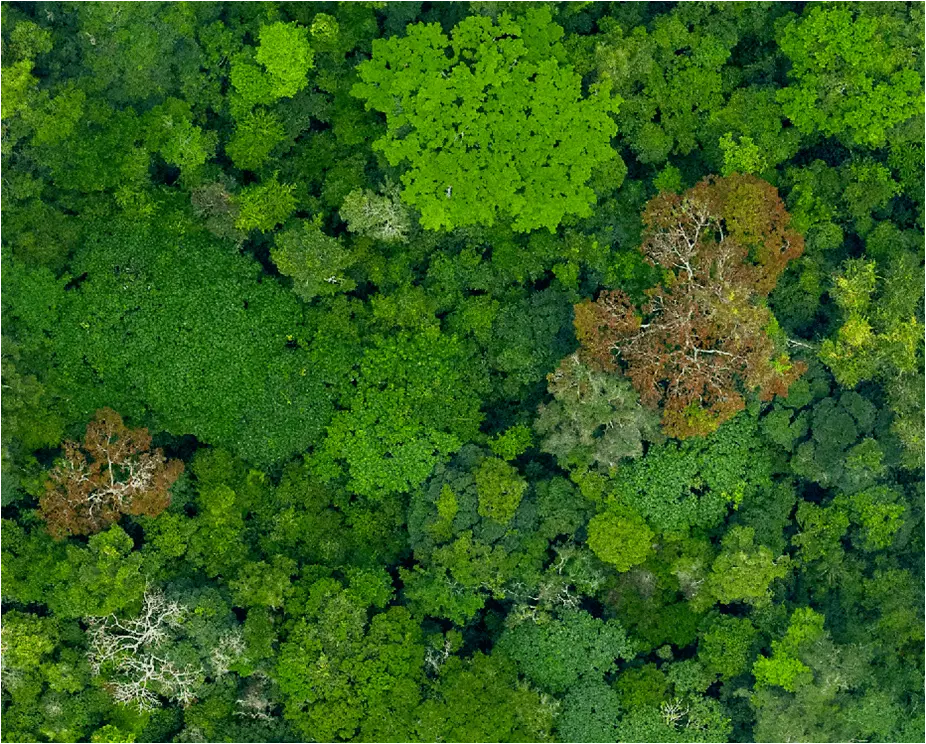hi-tech rainforest map brings climate and conservation efforts into sharp relief