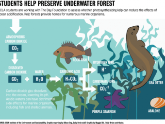 ucla students study acidification of kelp in santa monica bay