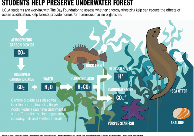 ucla students study acidification of kelp in santa monica bay