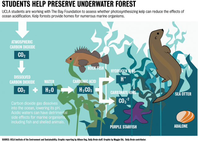 ucla students study acidification of kelp in santa monica bay