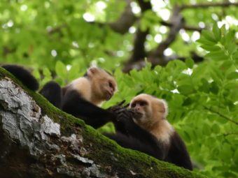 led by ctr affiliate faculty member, susan perry, ucla research reveals how new behaviors appear and spread among capuchin monkeys