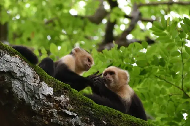 led by ctr affiliate faculty member, susan perry, ucla research reveals how new behaviors appear and spread among capuchin monkeys