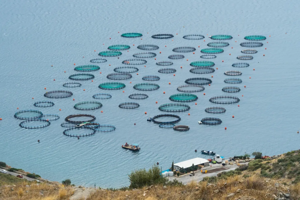 a tiny fraction of oceans could satisfy the world’s fish demand