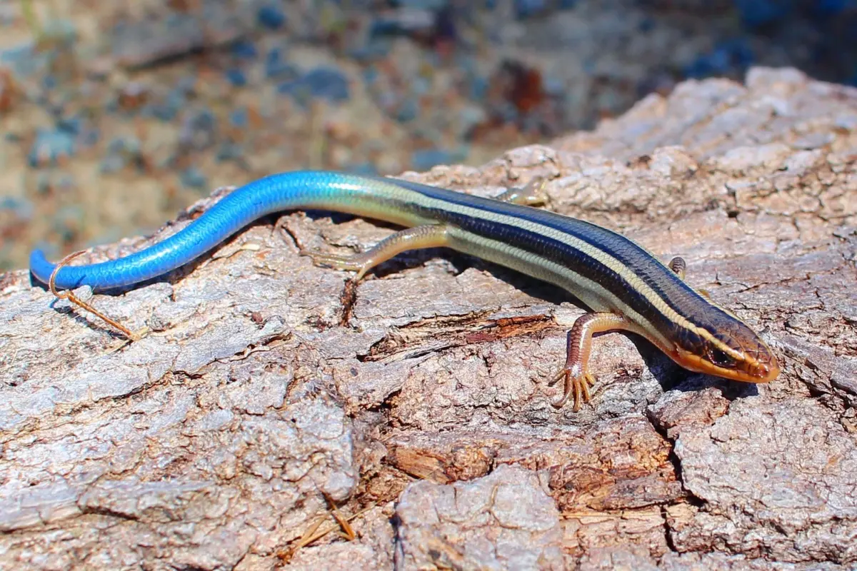 genetic research reveals impact of the 101 freeway on los angeles wildlife