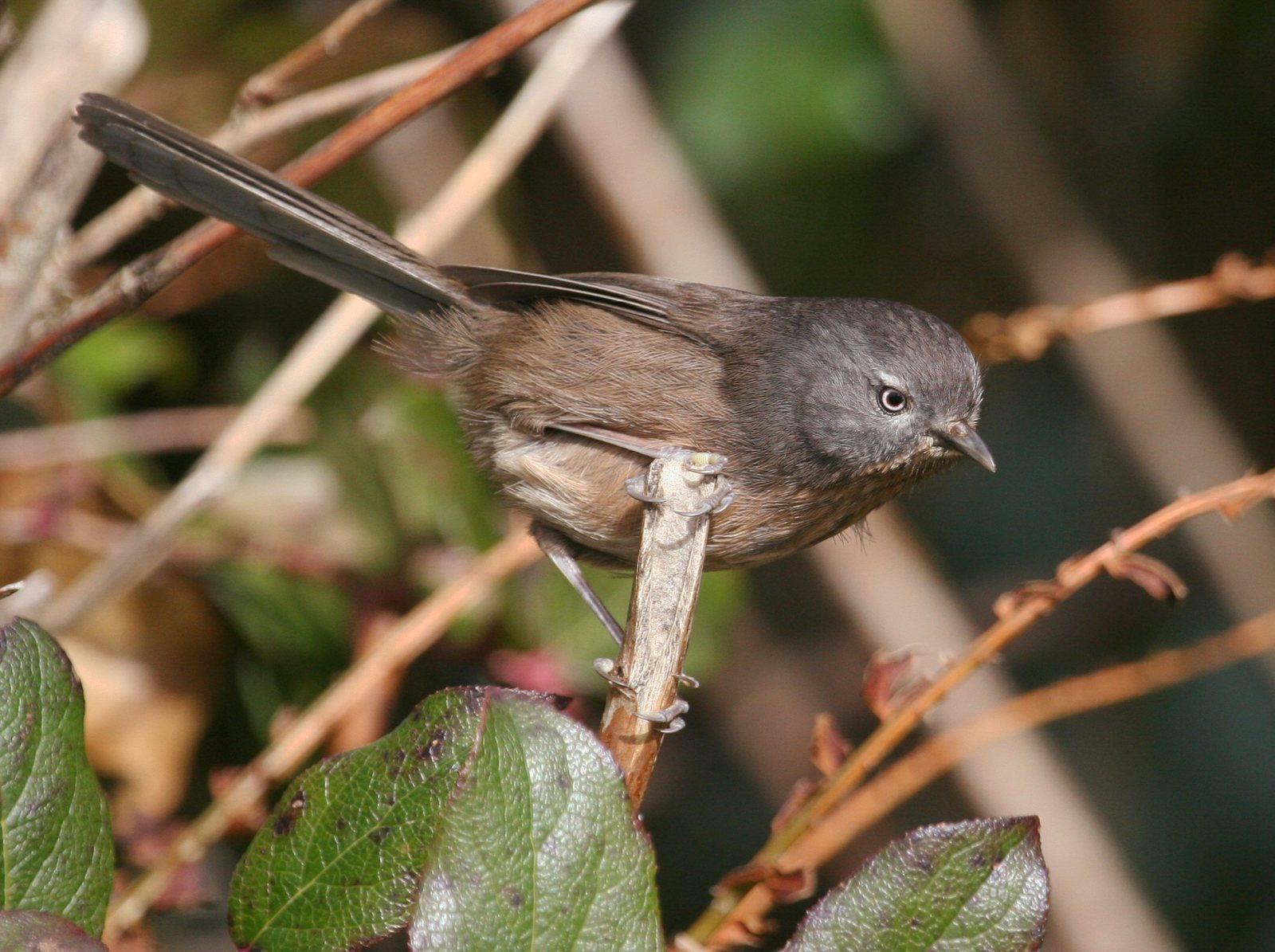 genetic research reveals impact of the 101 freeway on los angeles wildlife