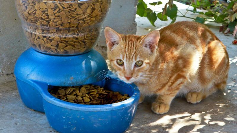 america’s fancy pet food addiction is a big problem for the environment