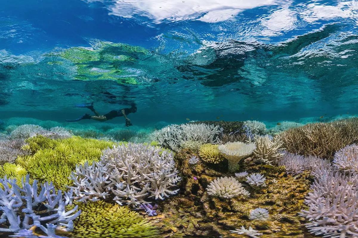film screening: chasing coral