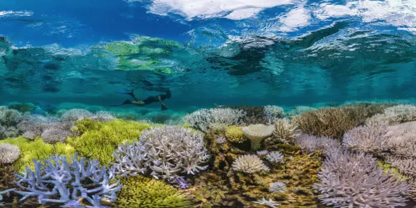 film screening: chasing coral