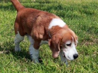 straying too far? professor says dogs and cats harm climate, advises hamsters instead