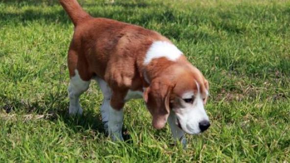 straying too far? professor says dogs and cats harm climate, advises hamsters instead