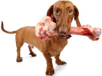 u.s. pets are responsible for 30% of the environmental impact of meat eating