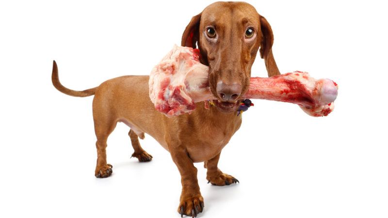 u.s. pets are responsible for 30% of the environmental impact of meat eating