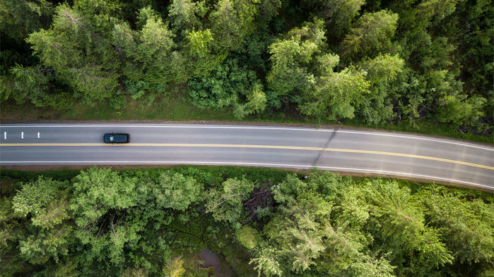 roadside trees trap asthma-inducing pollutants