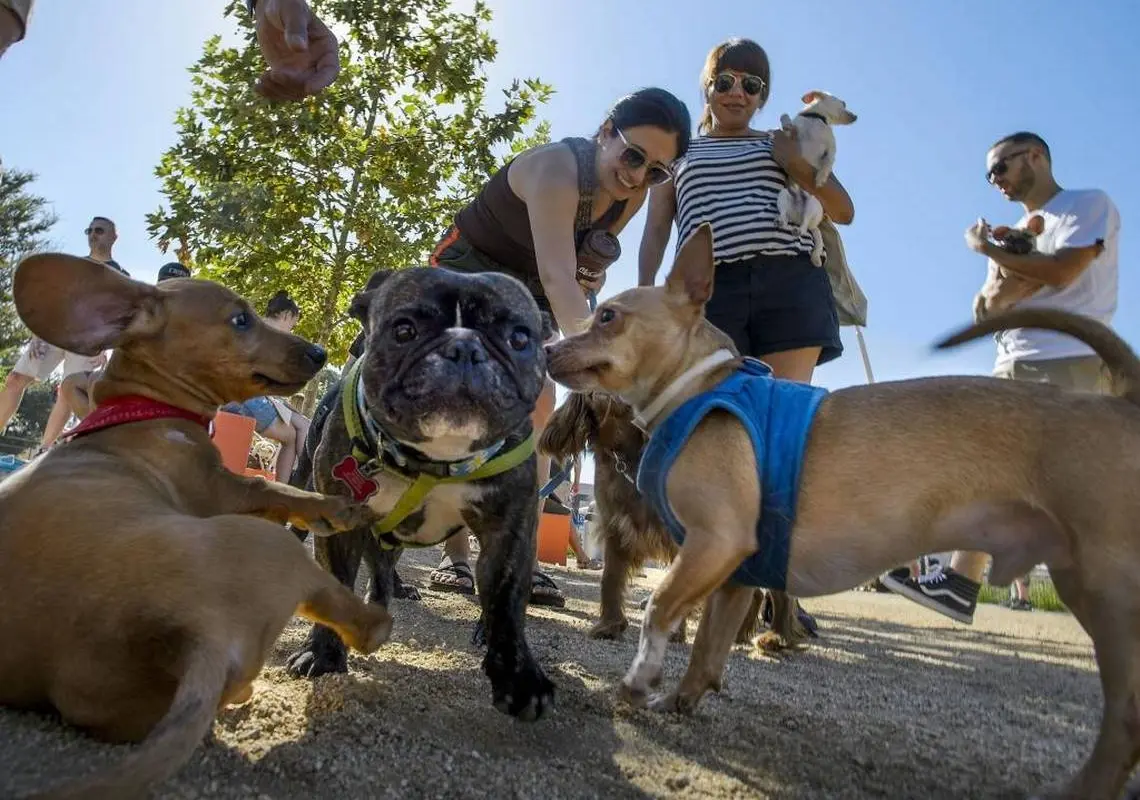 ucla professor says dogs and cats contribute significantly to climate change