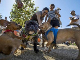 ucla professor says dogs and cats contribute significantly to climate change