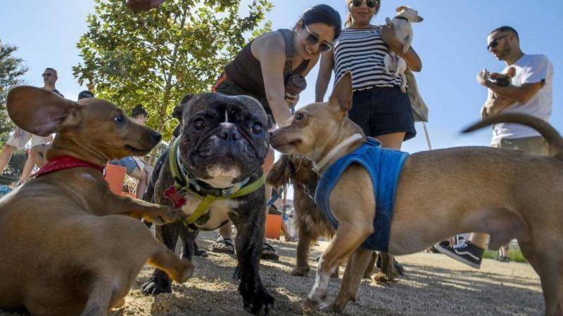 ucla professor says dogs and cats contribute significantly to climate change