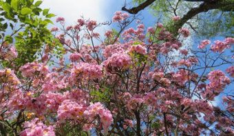 nature springs to life after wet winter