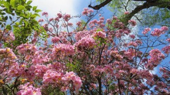 nature springs to life after wet winter