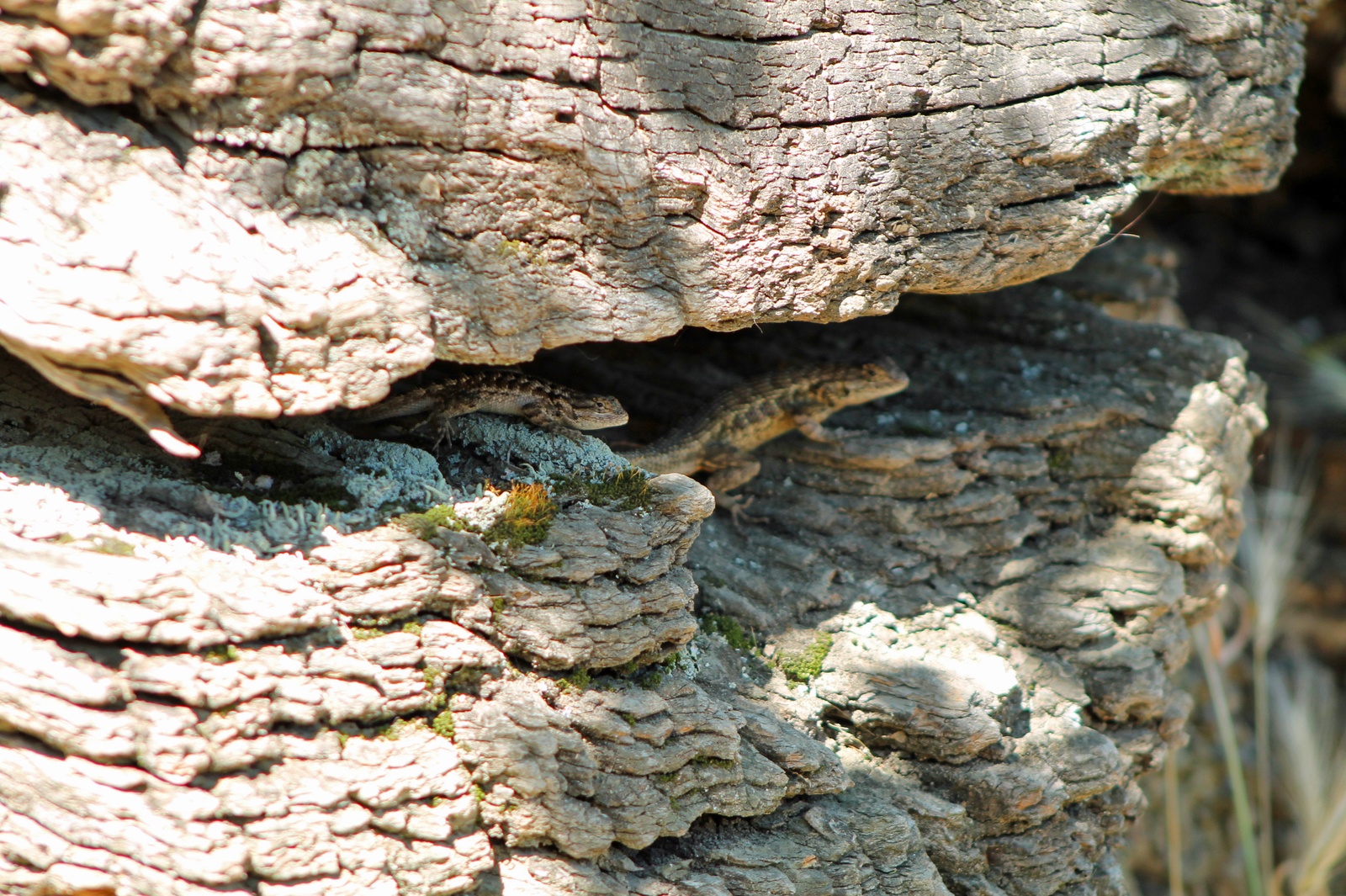 effects of urbanization and habitat fragmentation in native reptiles