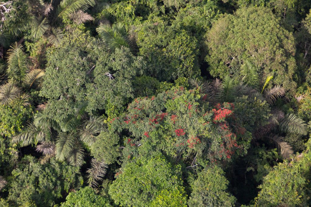 cbi receives gift from the leonardo dicaprio foundation