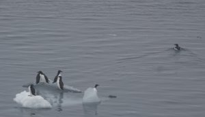 an intimate glimpse at arctic wildlife in a year of record ice melt