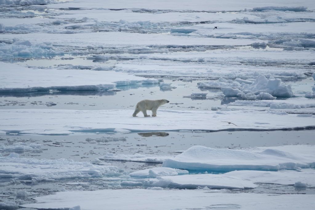 an intimate glimpse at arctic wildlife in a year of record ice melt
