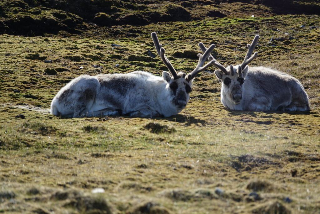 an intimate glimpse at arctic wildlife in a year of record ice melt