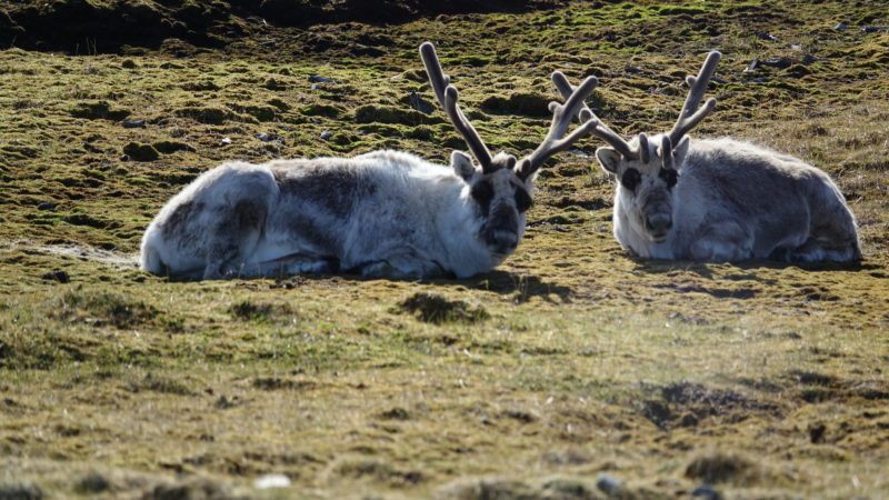 an intimate glimpse at arctic wildlife in a year of record ice melt