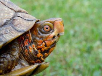 smithsonian magazine: surprising reason the turtle learned to hide its head