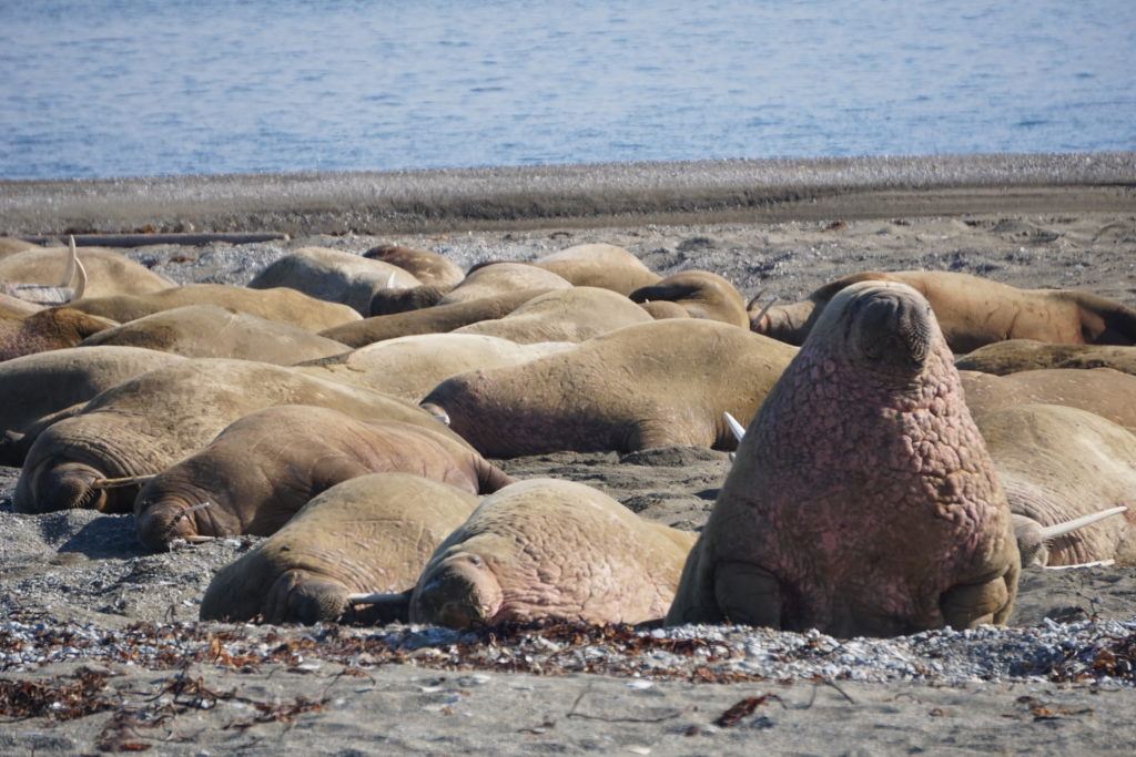 An overheated, tusk-less walrus perks up among the relaxing herd.