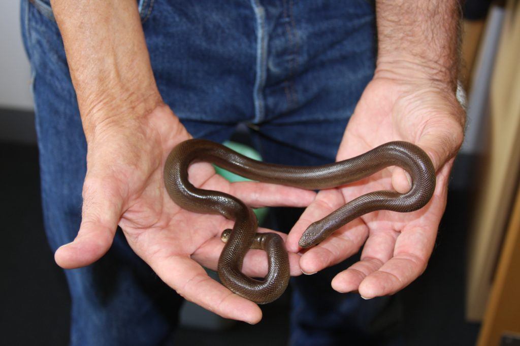 the search for the southern rubber boa