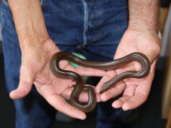 the search for the southern rubber boa