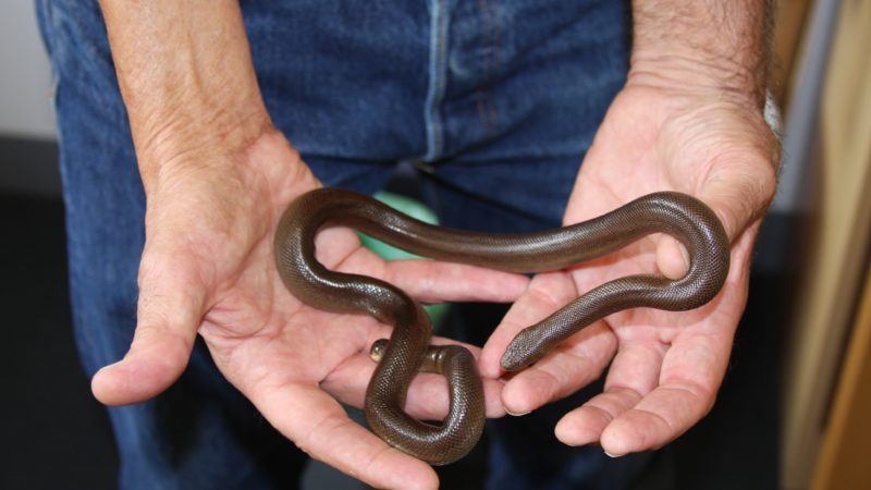 the search for the southern rubber boa