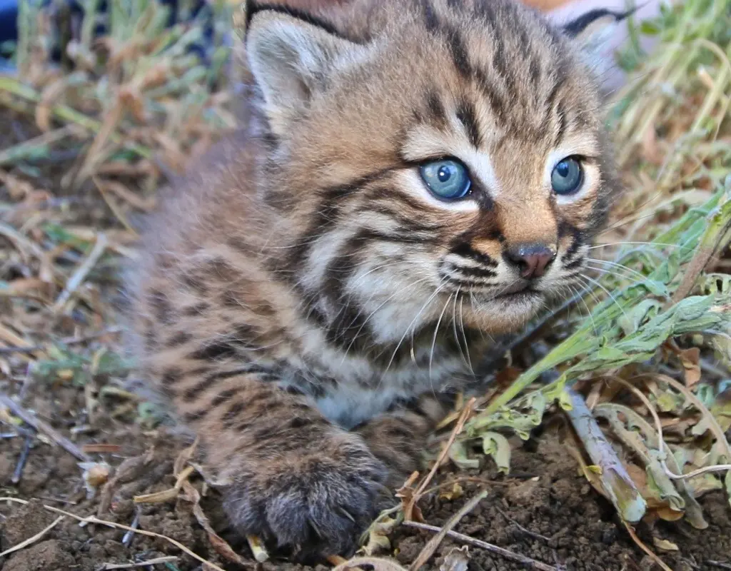how the 101 freeway is changing the way our local wild animals evolve