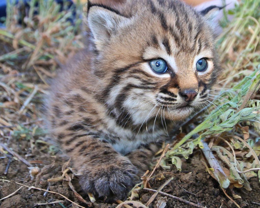 how the 101 freeway is changing the way our local wild animals evolve