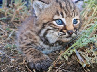 how the 101 freeway is changing the way our local wild animals evolve