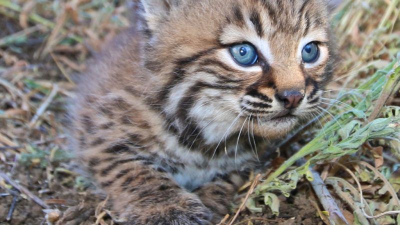 how the 101 freeway is changing the way our local wild animals evolve