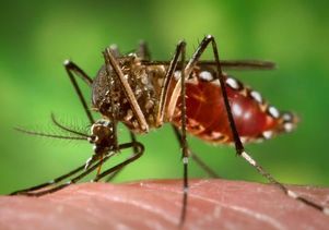 rainfall can indicate that mosquito-borne epidemics will occur weeks later