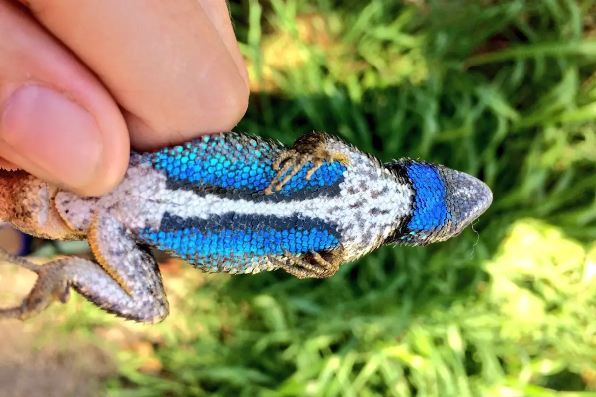 clothing color may affect local animal behavior