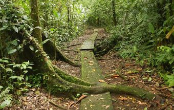 ots field ecology course in costa rica