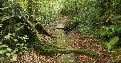 ots field ecology course in costa rica