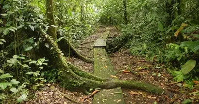 ots field ecology course in costa rica